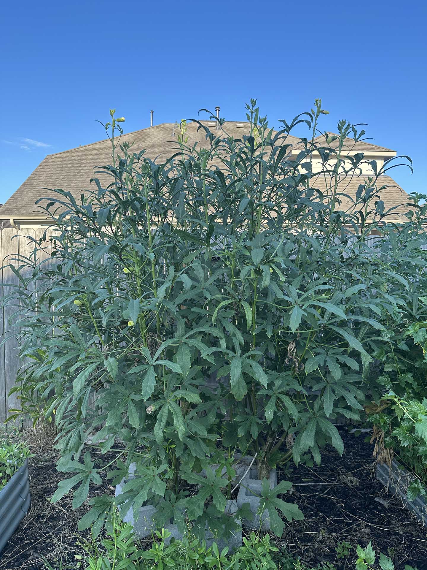 A garden bed of some okra plants (lady fingers plant) that have grown into a small tree.