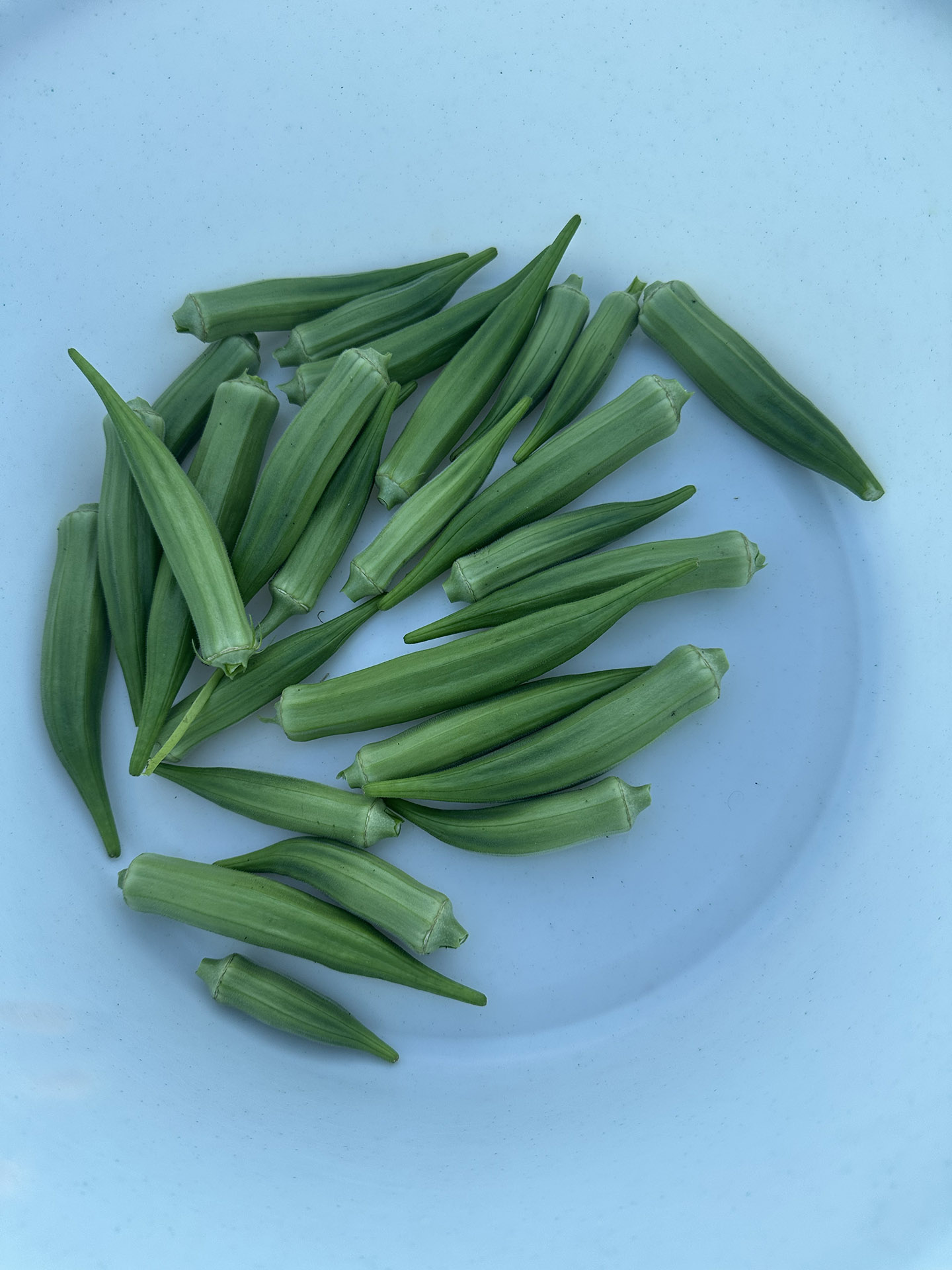 A bunch of freshly harvested okras (lady fingers) in a white bowl.