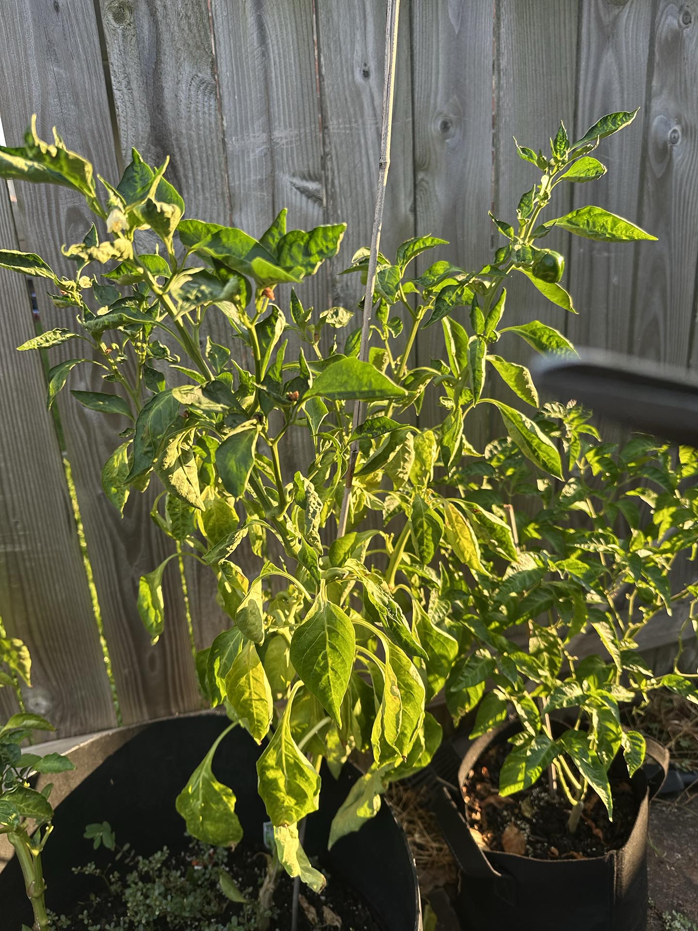 A scotch bonnet plant in a black grow bag, with a wooden fence backdrop.