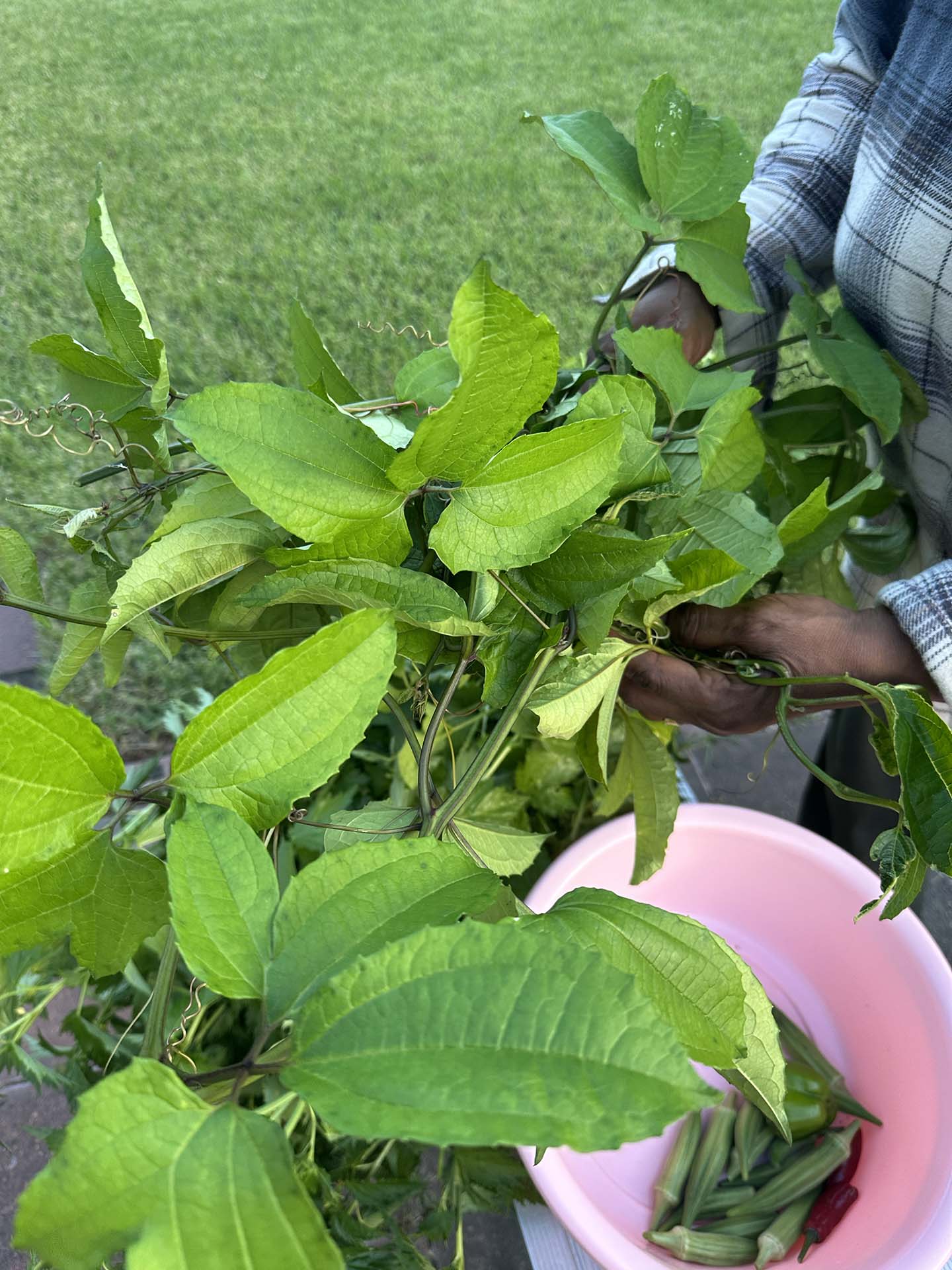 A woman holding a bundle of ugu leaf (fluted pumpkin leaf) in her hands, with a patch of grass in the background.
