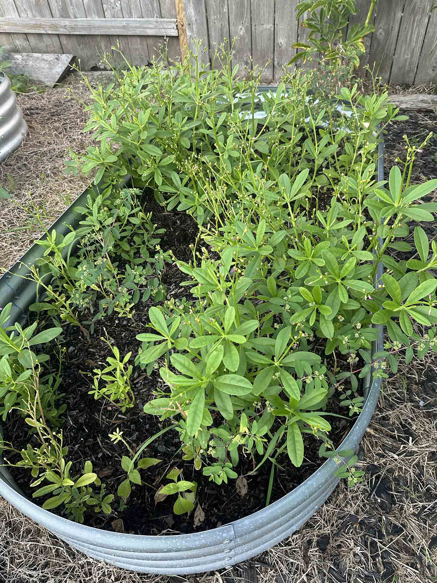 A bed of waterleaf plants in a garden.